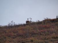 Tagestour in den Denali-Nationalpark - Karibu