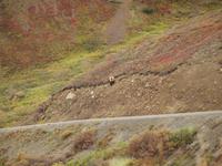 Tagestour in den Denali-Nationalpark - Grizzly