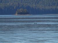 Ausflug Icy Strait Point - Orcas
