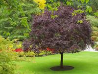 Ausflug nach Vancouver Island - Butchart Gardens