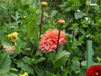 Ausflug nach Vancouver Island - Butchart Gardens