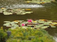 Ausflug nach Vancouver Island - Butchart Gardens