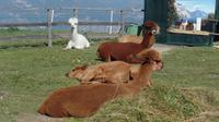 Alpakas auf der Alm
