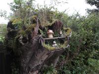 Dartmoor - hier wohnt ein Gremlin !