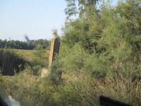 Camargue. Grab eines 