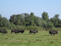 Camargue. Stiere