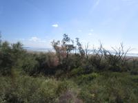Camargue. Etang des Vaccares