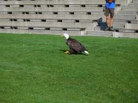 Villach_Burg_Landskron (4)