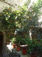 42_Limone-_Limonaia_1