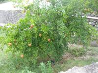 IMG_6436 Granatapfelbaum