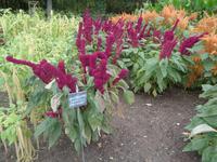 Château de Chenonceau