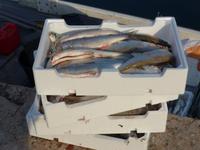 Fang eines Fischer am Gardasee