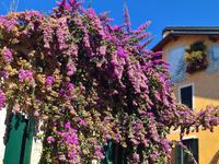 Bougainvillen reichlich.