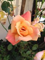 Rose an unserem Hotel