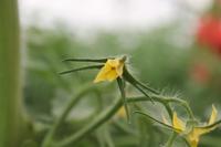 Tomatenpflanze