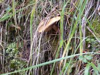 0040 Jasper Nationalpark