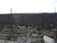 0047 Medicine Lake - abgebrannter Wald