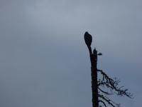0049 Medicine Lake - unser erster Weißkopfseeadler