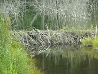 0064 mächtiger Biberdamm