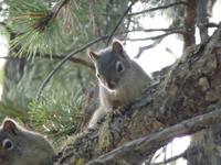 0067 keine Nüsse dabei - dann komme ich nicht runter