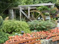 102 Vancouver Island - Butchart Garden