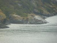 138 Hubbard Gletscher - eine Kolonie Seelöwen