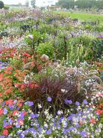 Blumenpracht