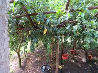 Wanderung durch das Mühlental von Amalfi