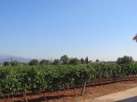 Mallorca - Inselrundfahrt - Besuch im Weingut Bodegas Angel in Santa Maria del Camí