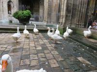 Barcelona - Stadtrundfahrt - Kathedrale - 13 Gänse im Kirchengarten erinnern an die heilige Eulàlia