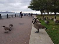 Liberty Island
