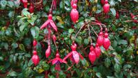 Fuchsien