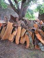 Korkfabrik in Calangianus