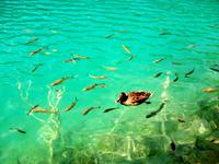 UNESCO - Welterbe Plitwitzer Seen