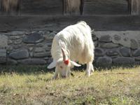 Ethnographisches Museum Tbilisi