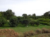 065 Destillerie für ätherische Öle