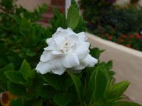 Italien, Sardinien, Porto Cervo, Jasmin
