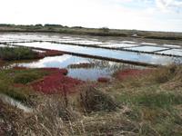 Guérande, terre de sel