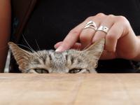 Singlereise Mallorca Wandern – Herrenhaus Son Mico