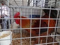 Singlereise Mallorca Wandern – Wochenmarkt in Sineu