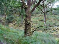 Tag 7 Old Kenmare Road 5 Fangorn Wald