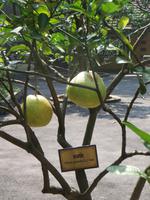 Pomelos
