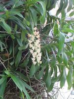 wilde Orchideen