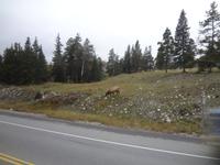 Wapiti