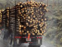 Holz, Holz, Holz und noch mehr Holz