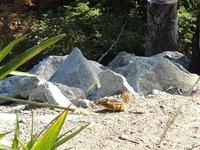 das Streifenhoernchen