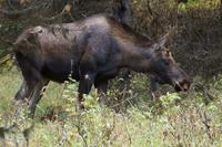 0052-1 Ein Prachtexemplar von Elch