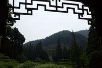 In der Teeplantage  (2)