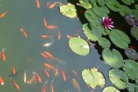 In der Teeplantage  (7)