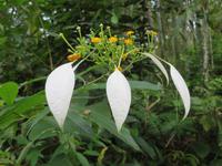 Blumen am Wegesrand
